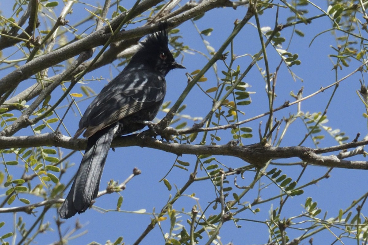 Phainopepla - ML548798531