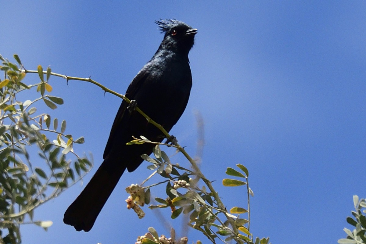 Phainopepla - ML548798541