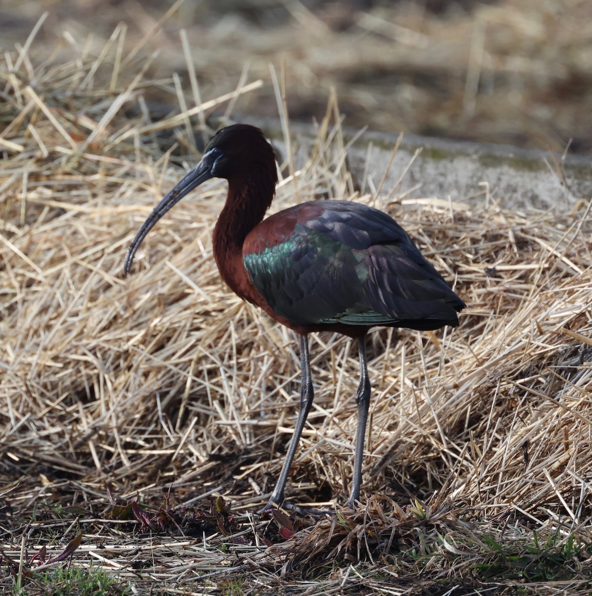 Glossy Ibis - ML548798571