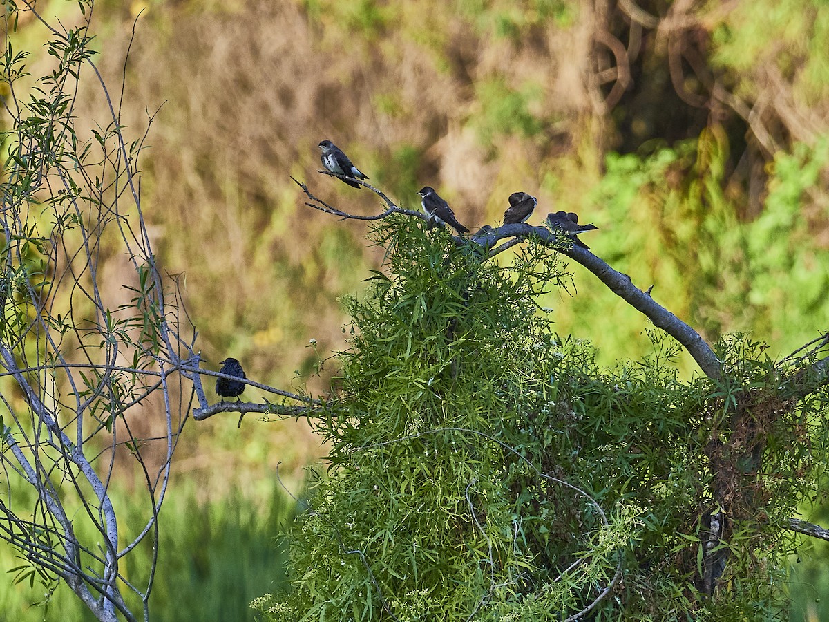 jiřička hnědoprsá - ML548798851