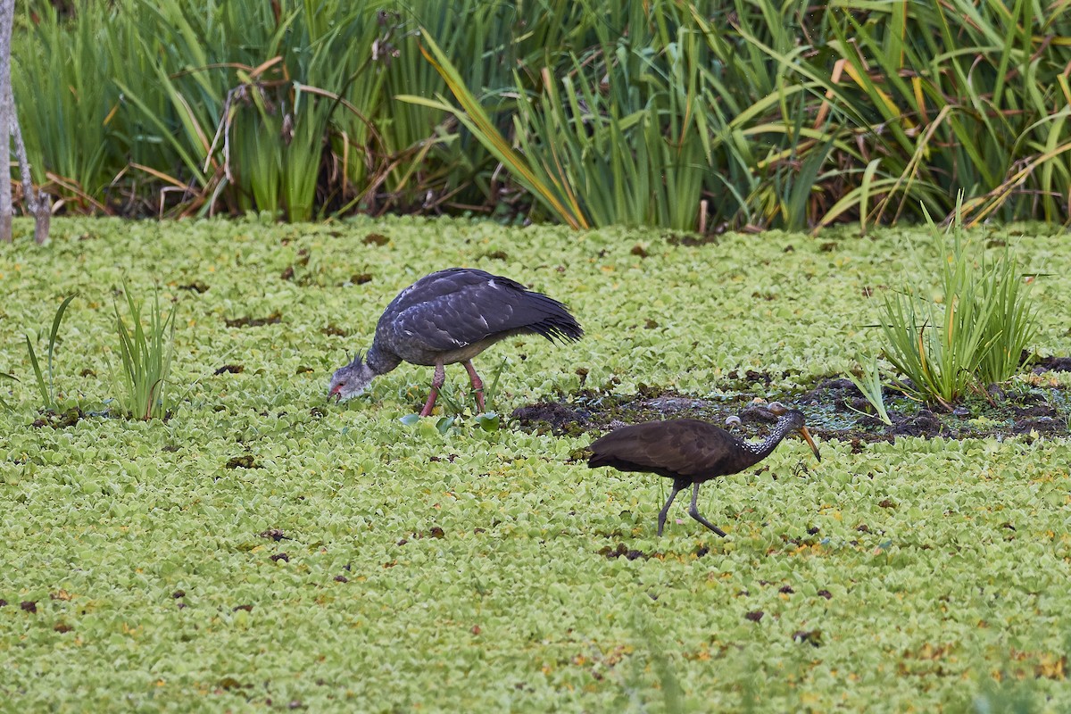 Southern Screamer - ML548798981