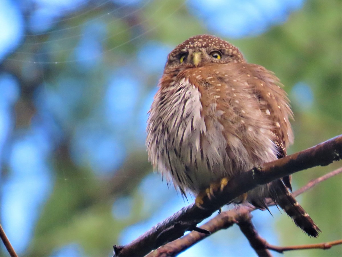 Northern Pygmy-Owl - Maggie Smith