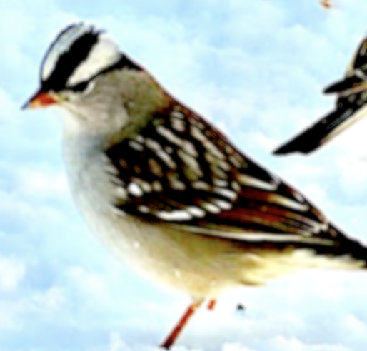 White-crowned Sparrow - ML548800611