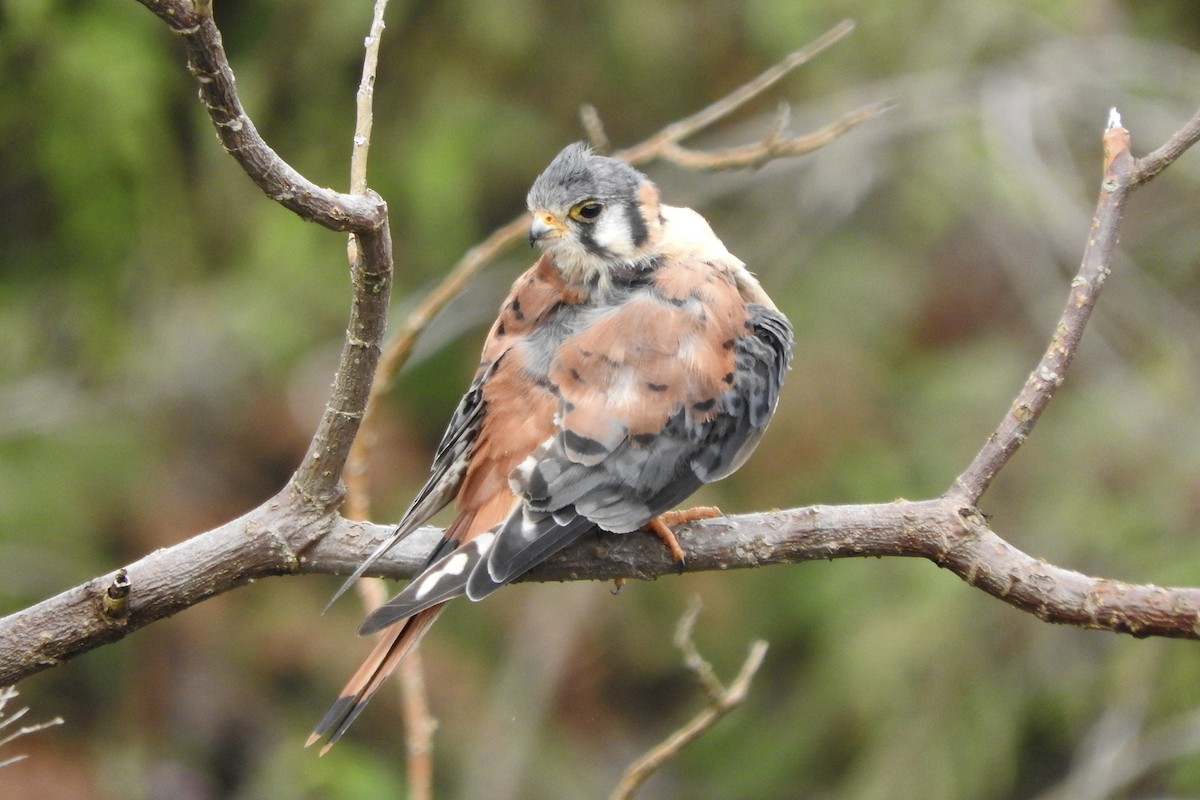 American Kestrel - ML548801081