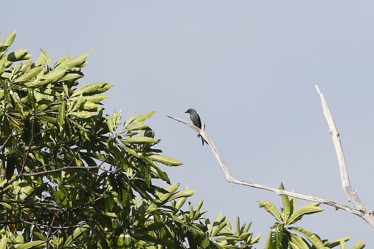 Drongo Cenizo - ML548802091