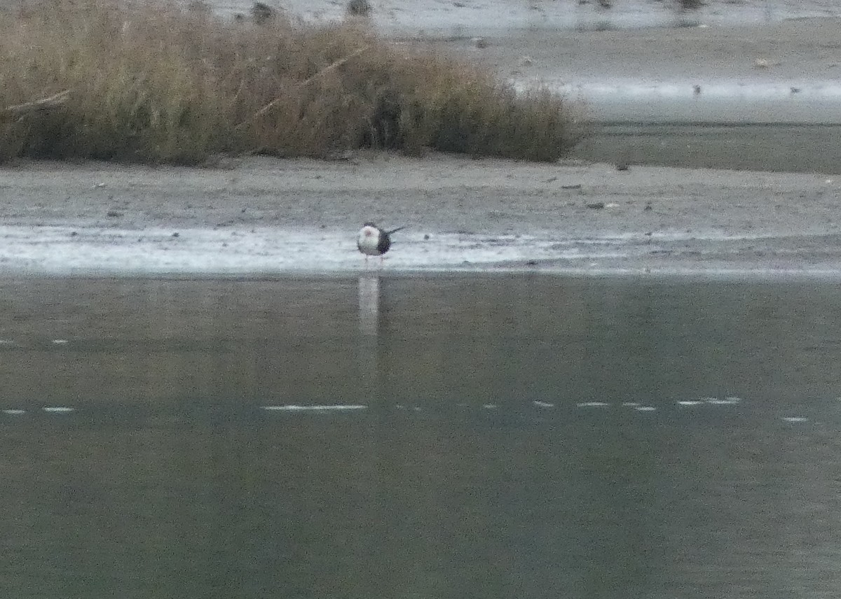 Black Skimmer - David Assmann