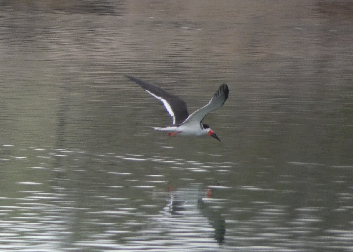 Black Skimmer - David Assmann