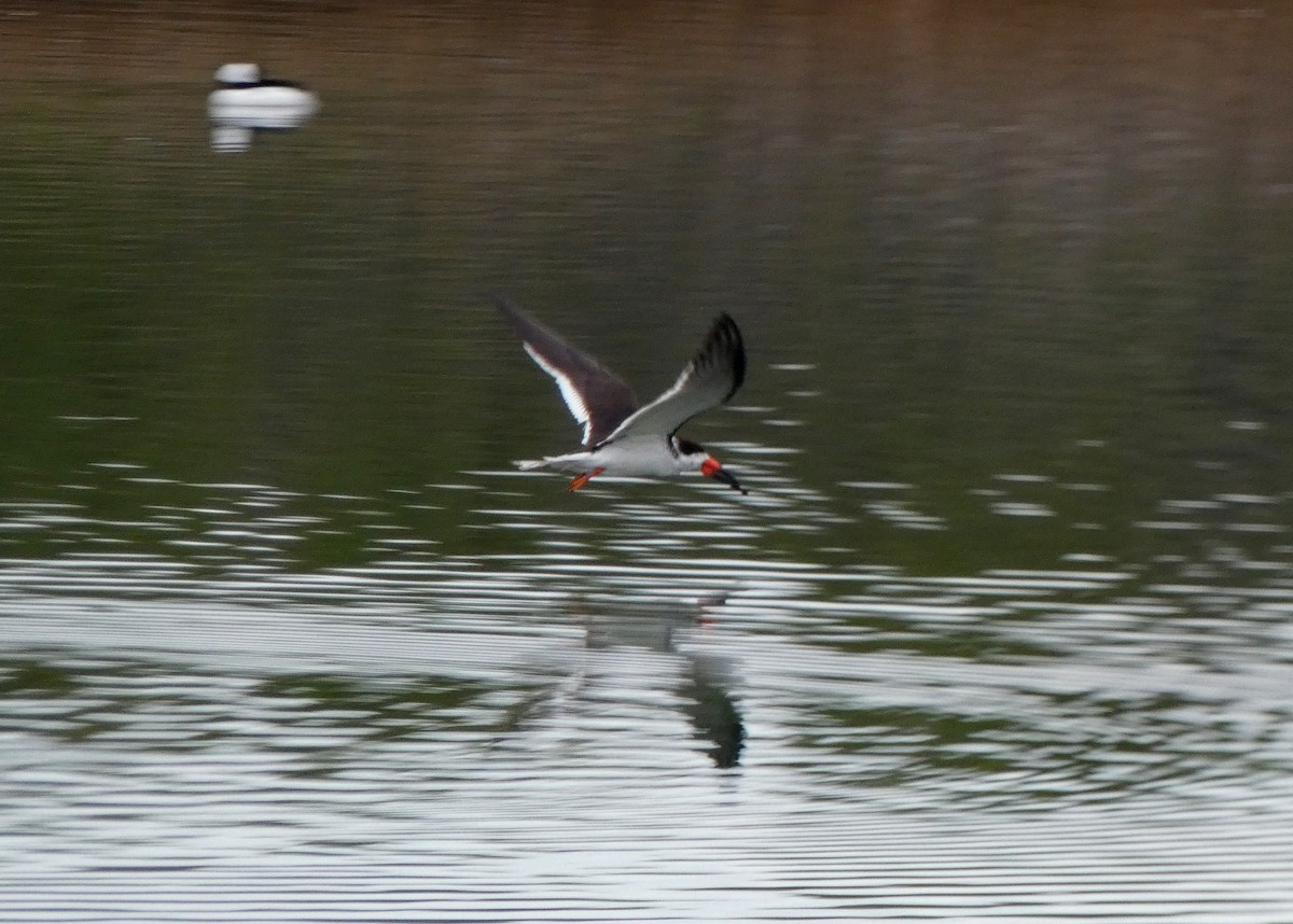 Black Skimmer - ML548802411