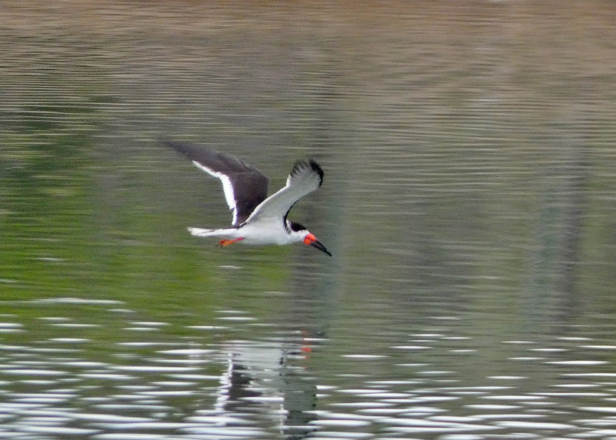 Black Skimmer - ML548802441