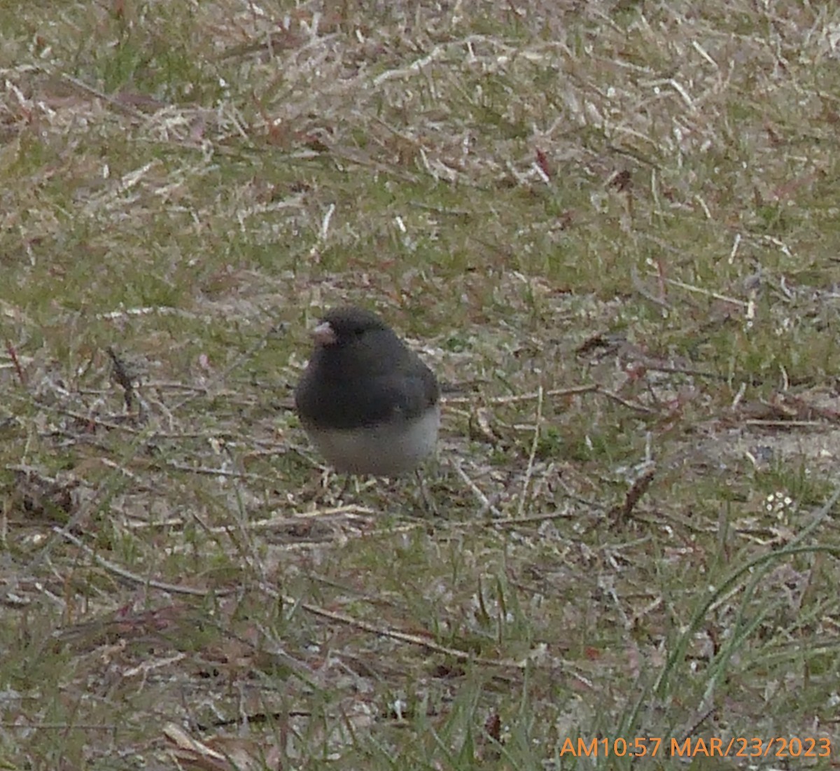 Dark-eyed Junco - Sam Skinner