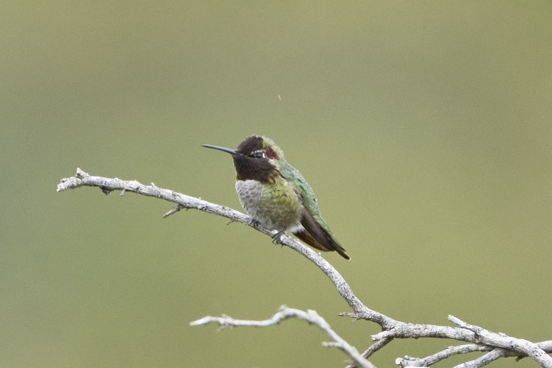 Anna's Hummingbird - Simon Bukin