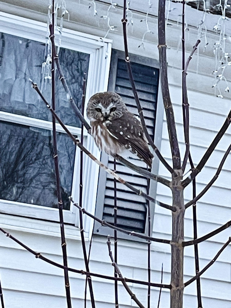 Northern Saw-whet Owl - Dee Hawksley