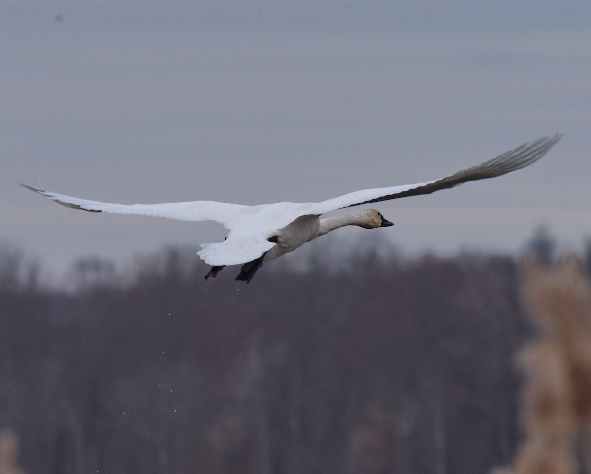 Tundra Swan - Barb and Lynn