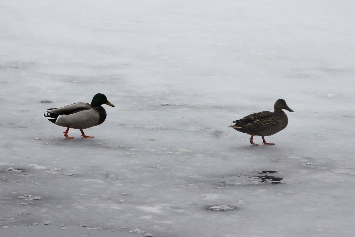 Canard colvert - ML548805931