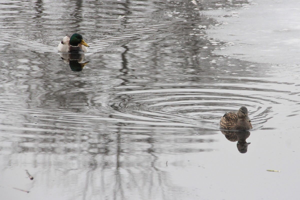 Canard colvert - ML548805951