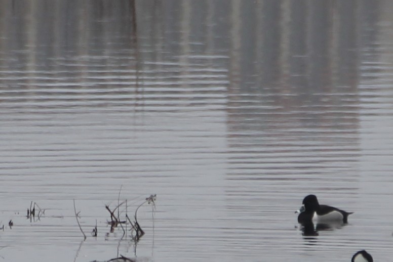 Ring-necked Duck - ML548806041