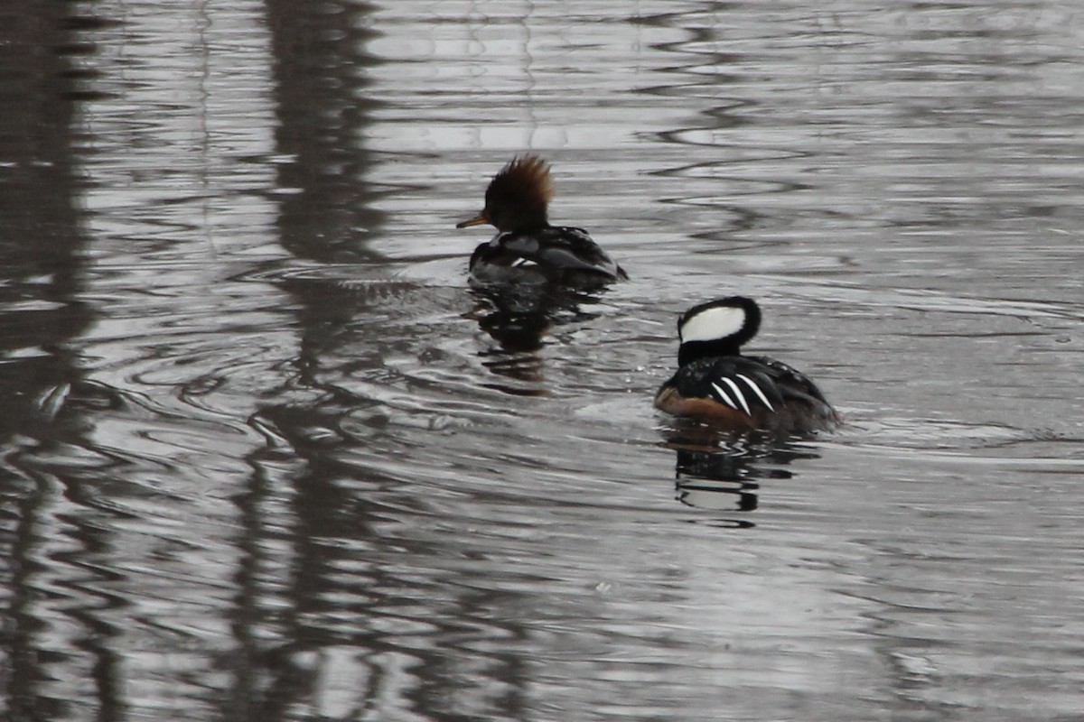 Hooded Merganser - Martha Huestis