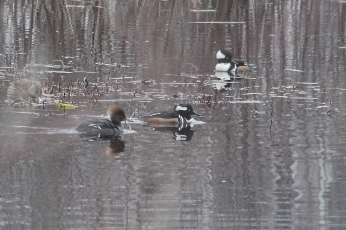 Hooded Merganser - ML548806231