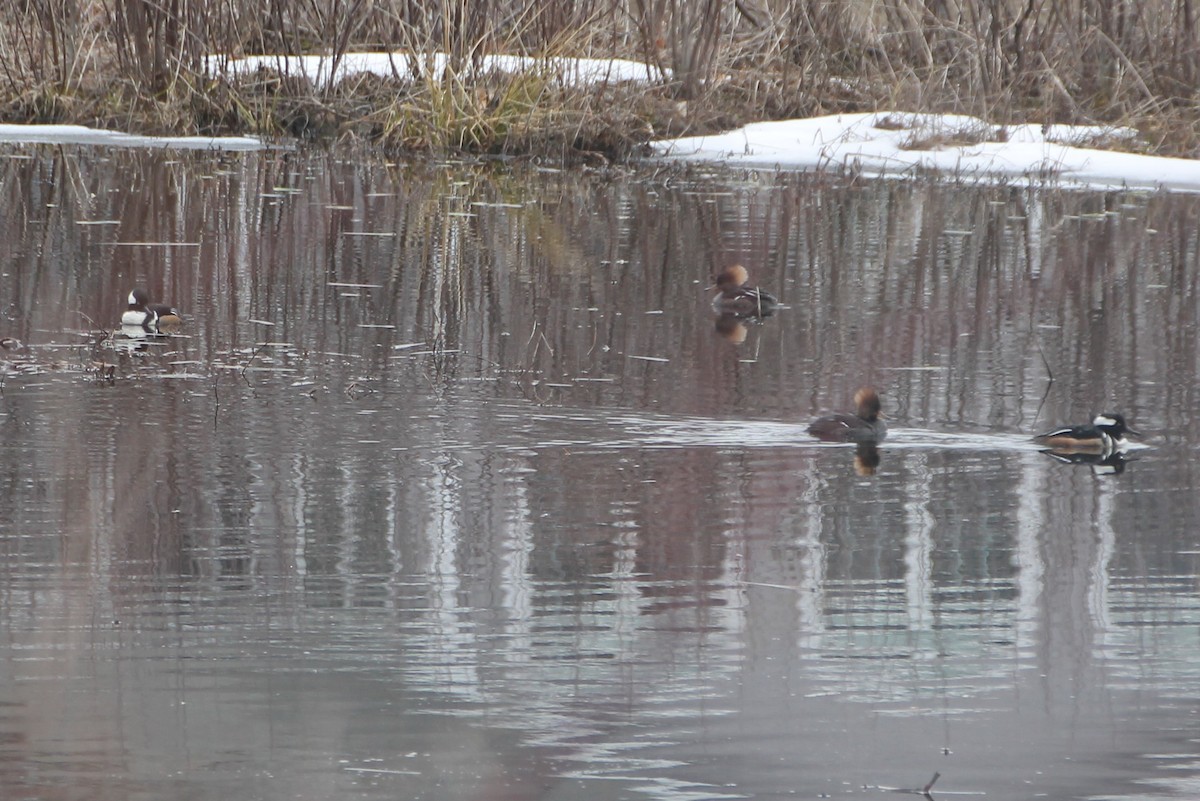 Hooded Merganser - ML548806311