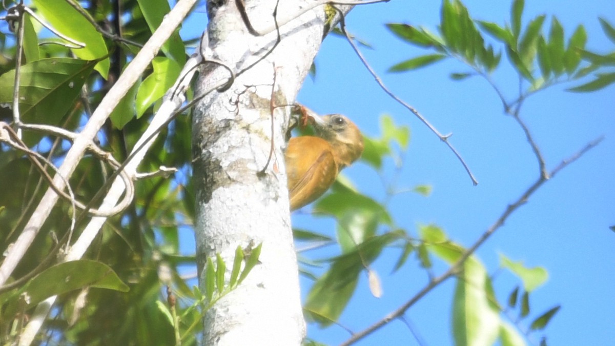 Smoky-brown Woodpecker - ML548806451