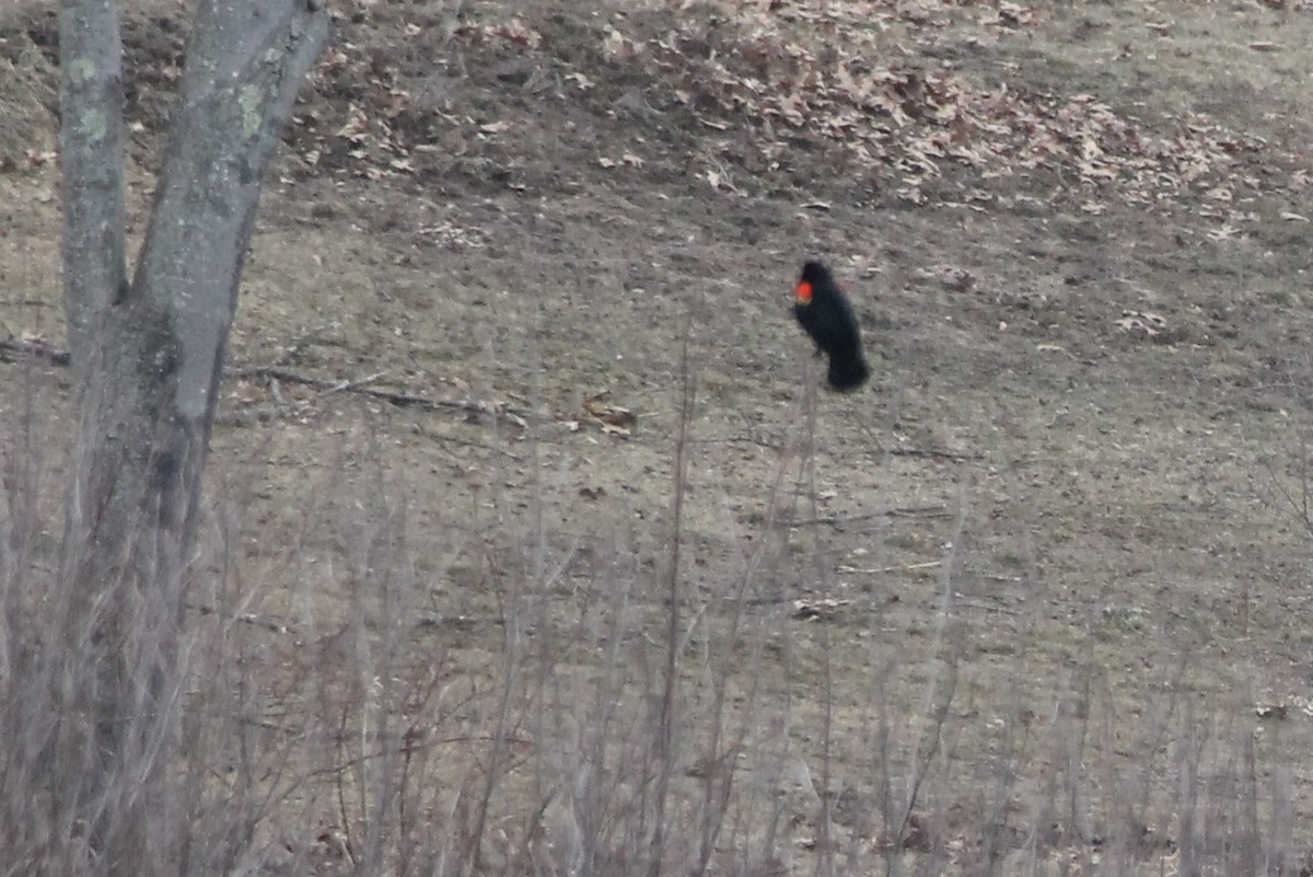 Red-winged Blackbird - ML548806801