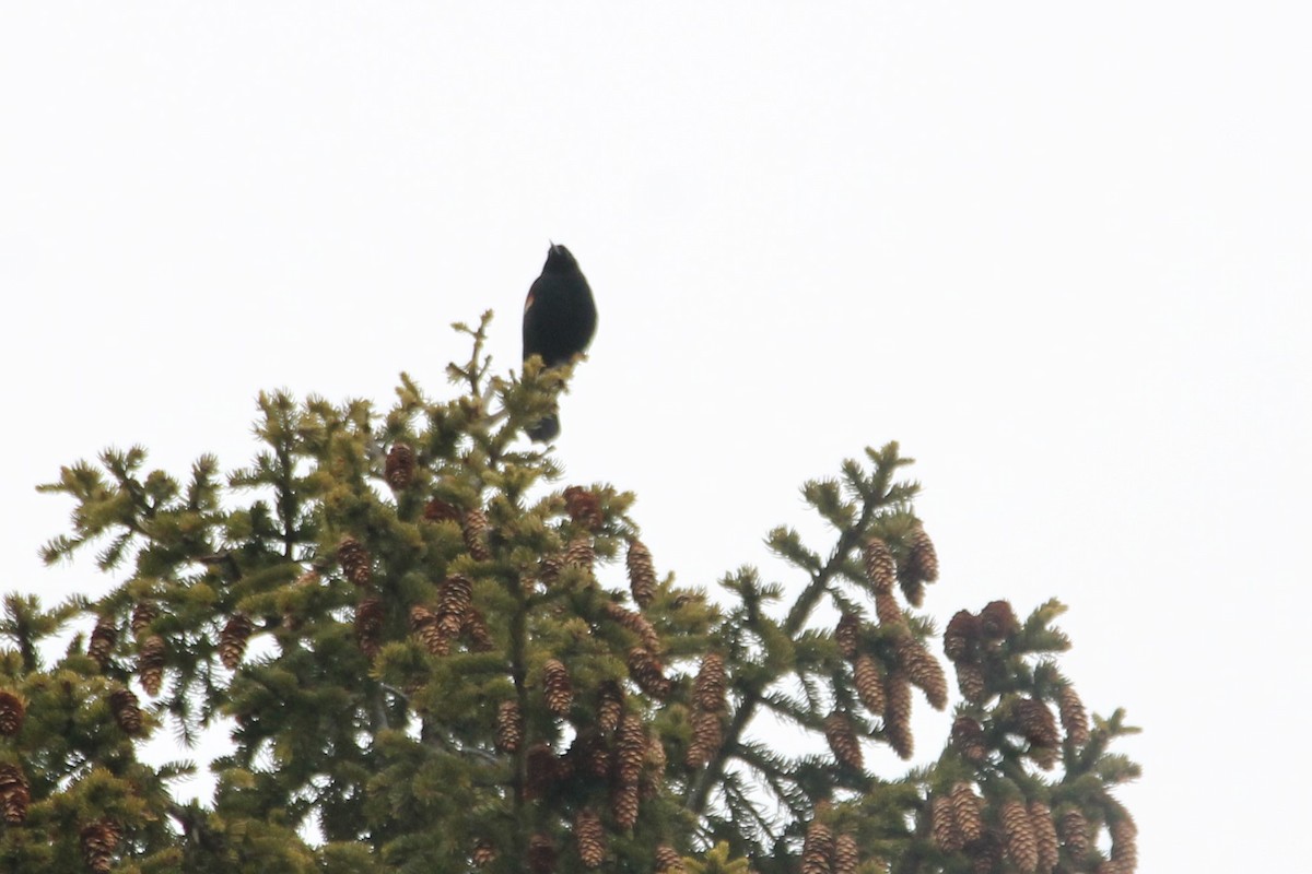 Red-winged Blackbird - ML548806851