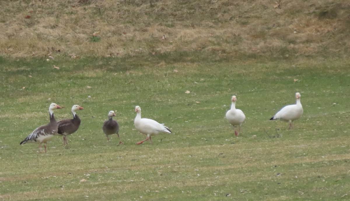 eBird Checklist - 23 Mar 2023 - 74 Massachusetts 30, Southborough ...