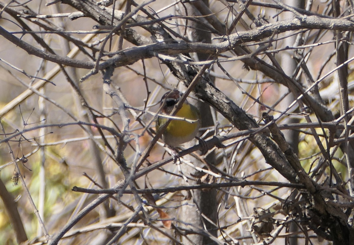 Rufous-capped Warbler - ML548807671