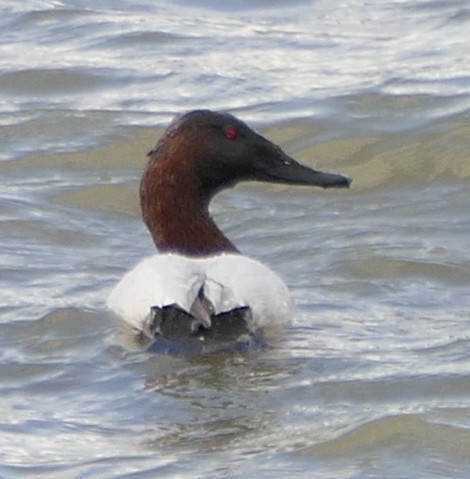 Canvasback - Melanie Barnett