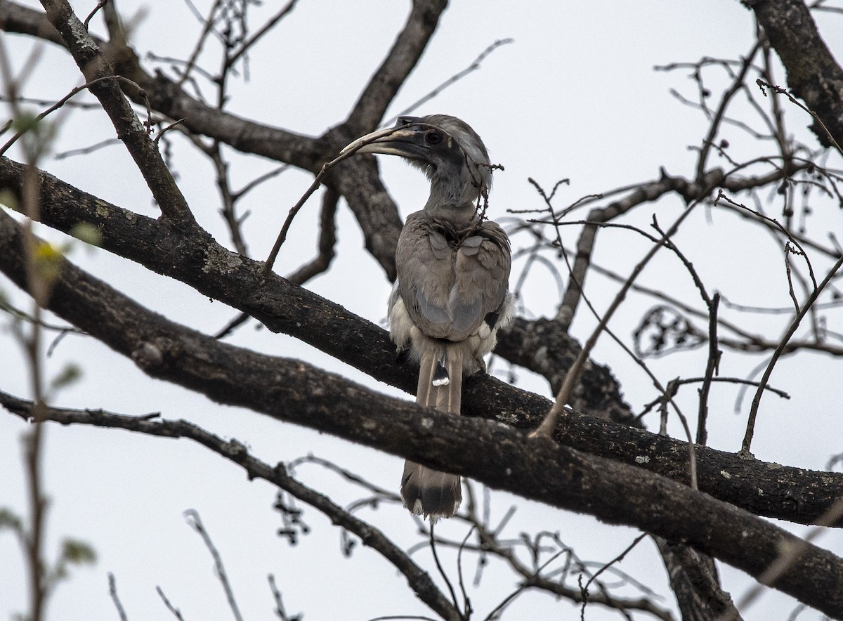 Indian Gray Hornbill - John Longhenry