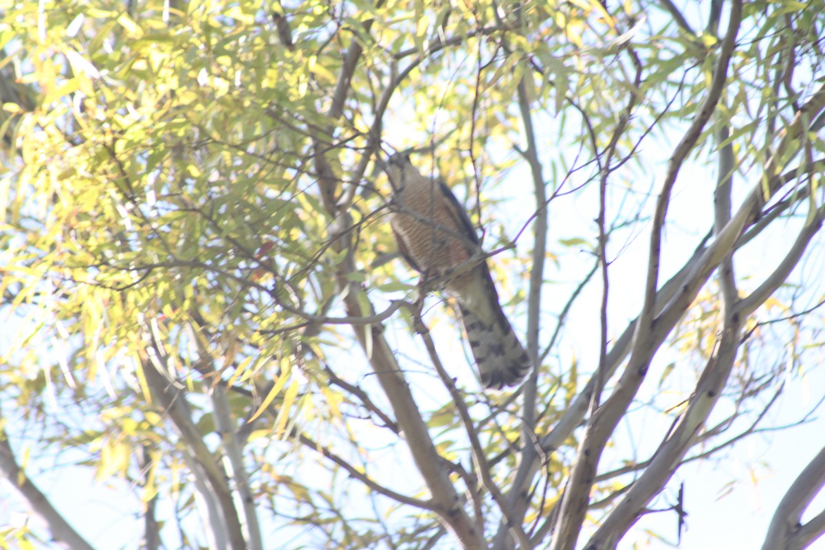 Cooper's Hawk - ML548809001