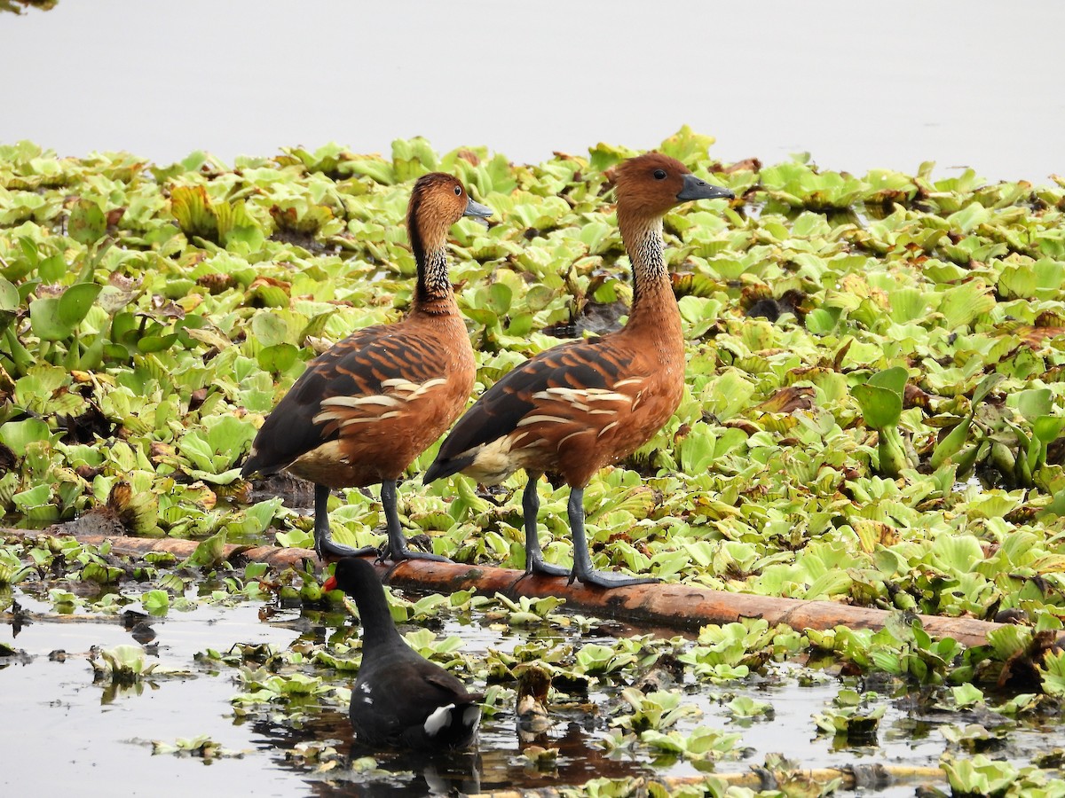Fulvous Whistling-Duck - ML548809691