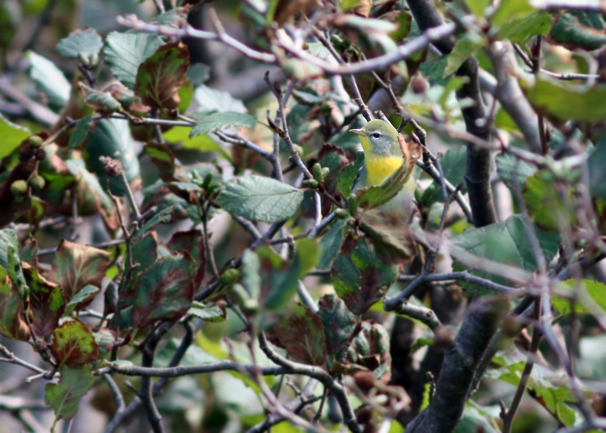 Northern Parula - ML548811201