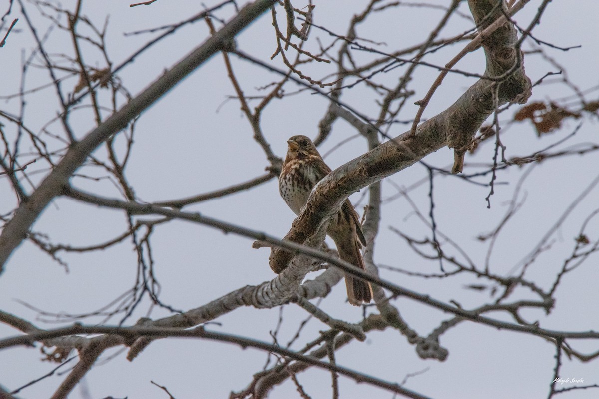 Fox Sparrow - ML548811491