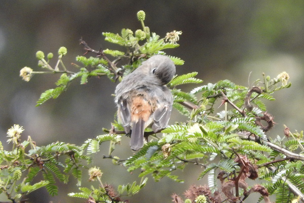 White-winged Black-Tyrant - ML548812251