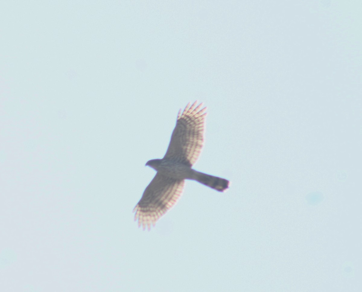 Cooper's Hawk - ML548812591