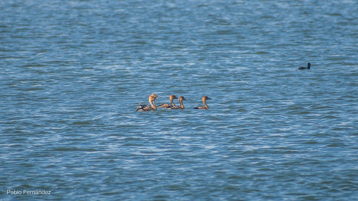 Dendrocygne fauve - ML548813201