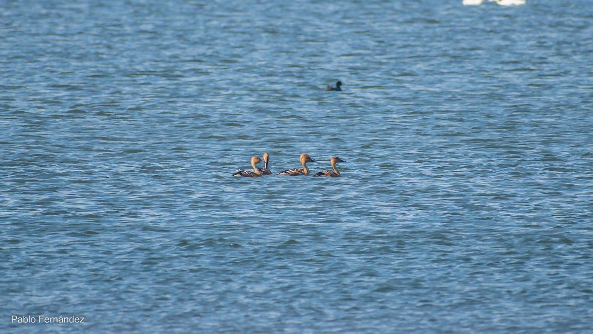 Fulvous Whistling-Duck - Pablo Fernández