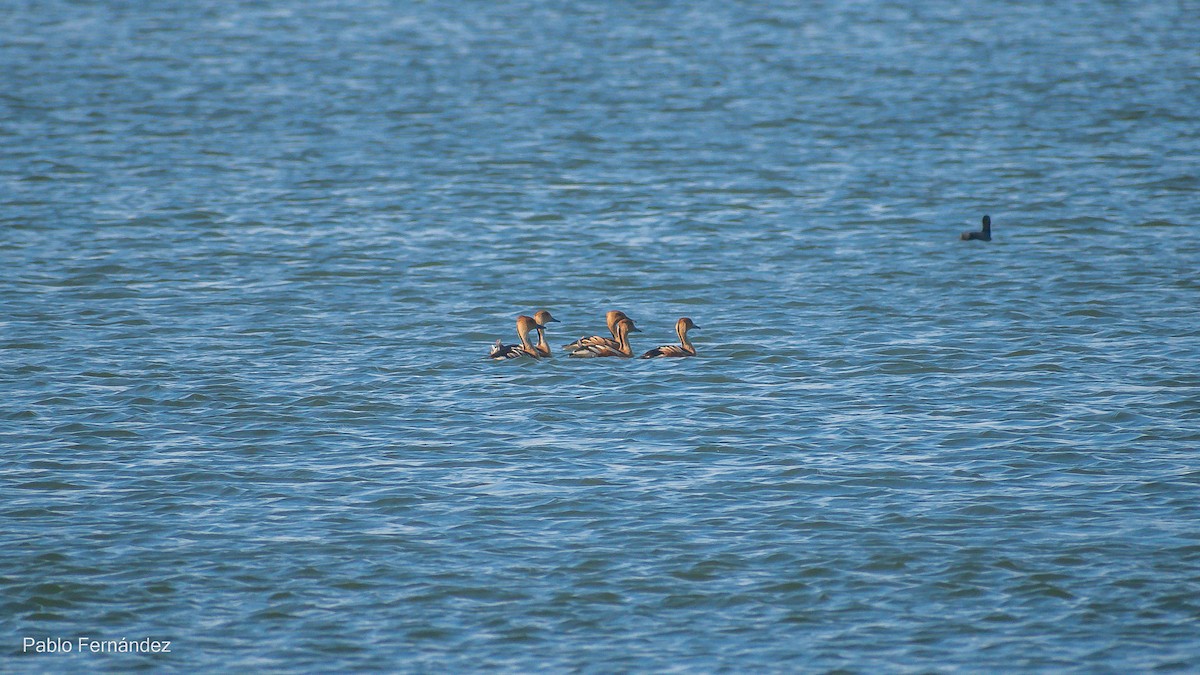 Fulvous Whistling-Duck - Pablo Fernández