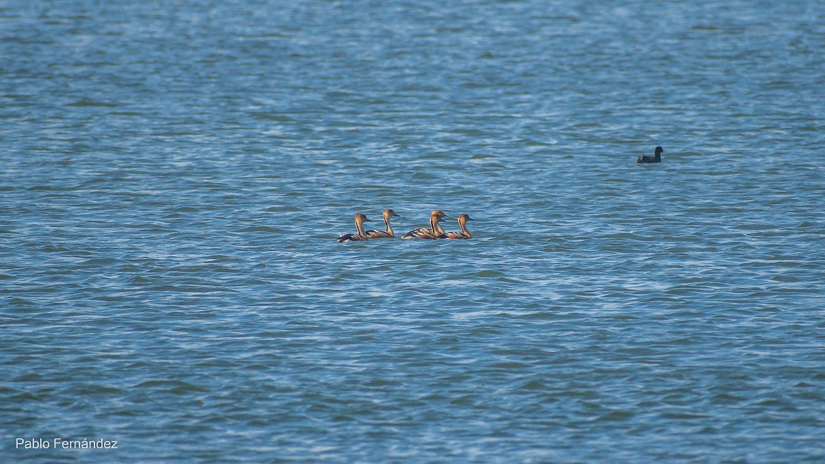 Fulvous Whistling-Duck - Pablo Fernández