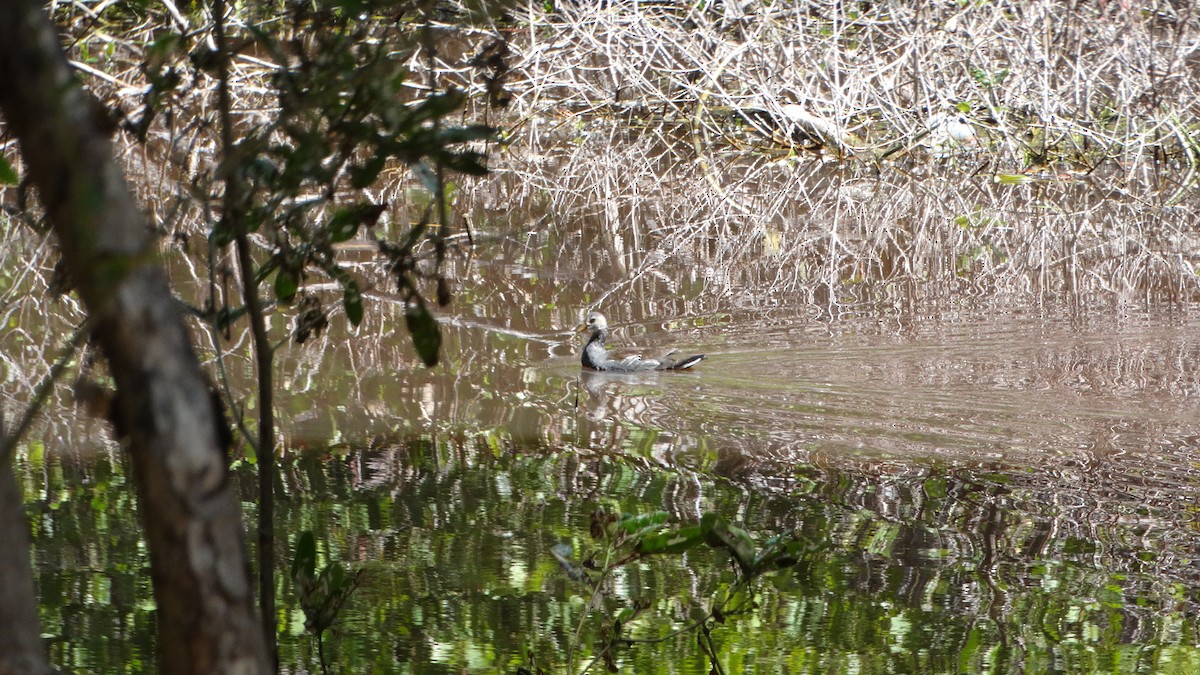 Common Gallinule - ML548815321