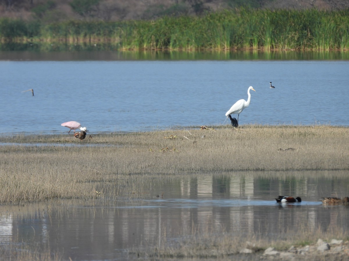 Clark's Grebe - ML548815561