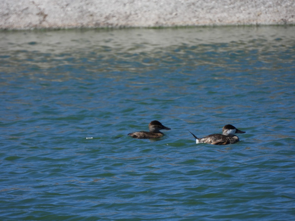 Ruddy Duck - ML548815571