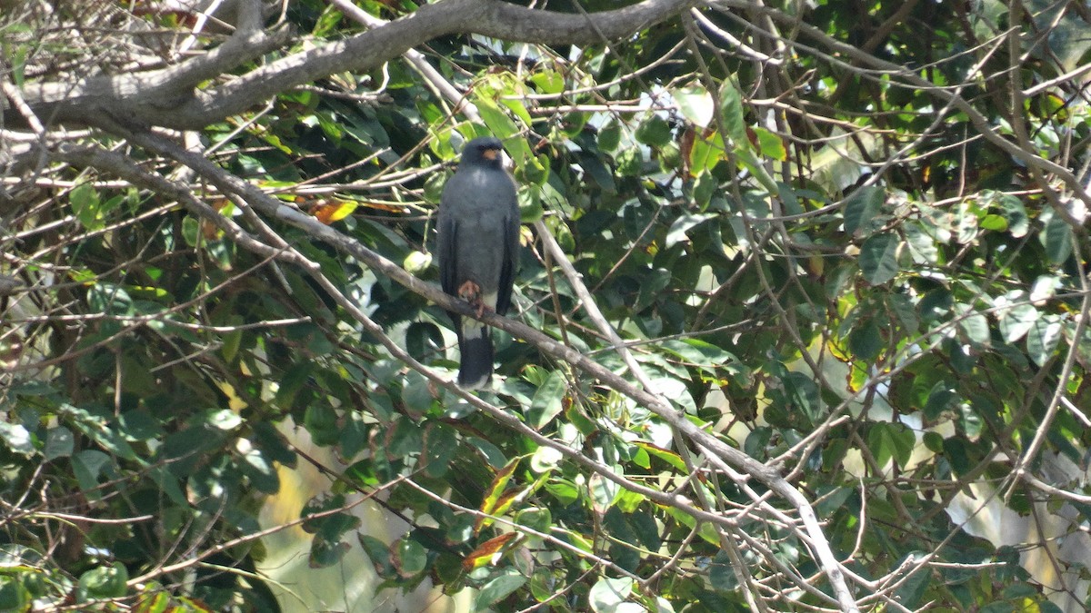 Snail Kite - ML548816001