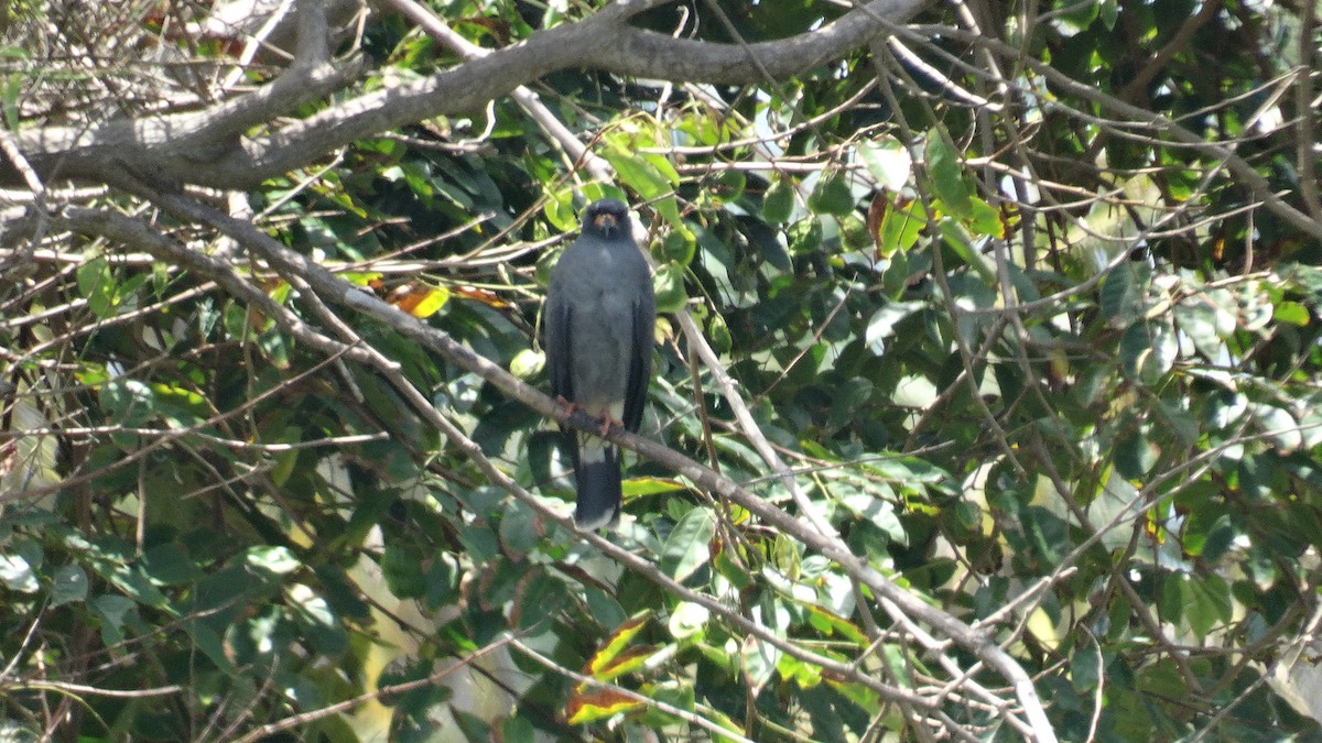 Snail Kite - ML548816011