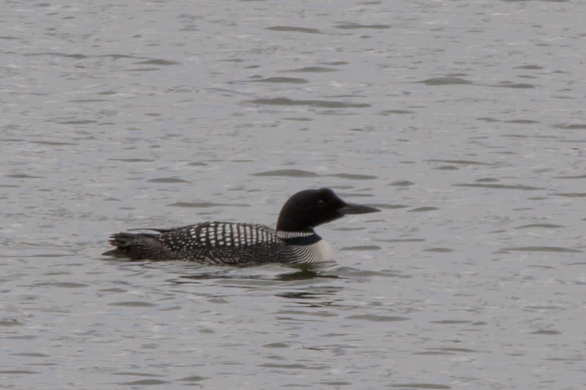 Plongeon huard - ML54881621