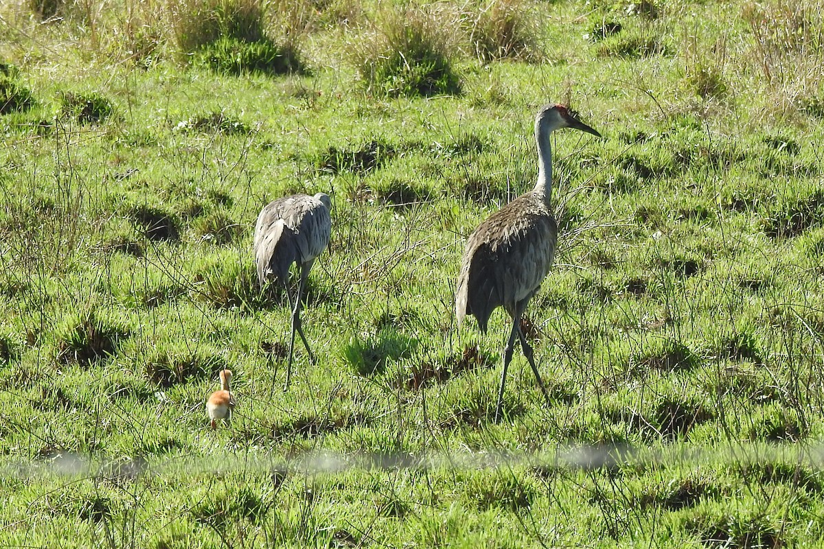 Sandhill Crane - ML548816391