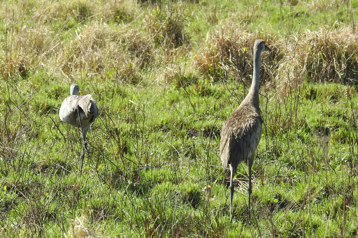 Sandhill Crane - ML548816401