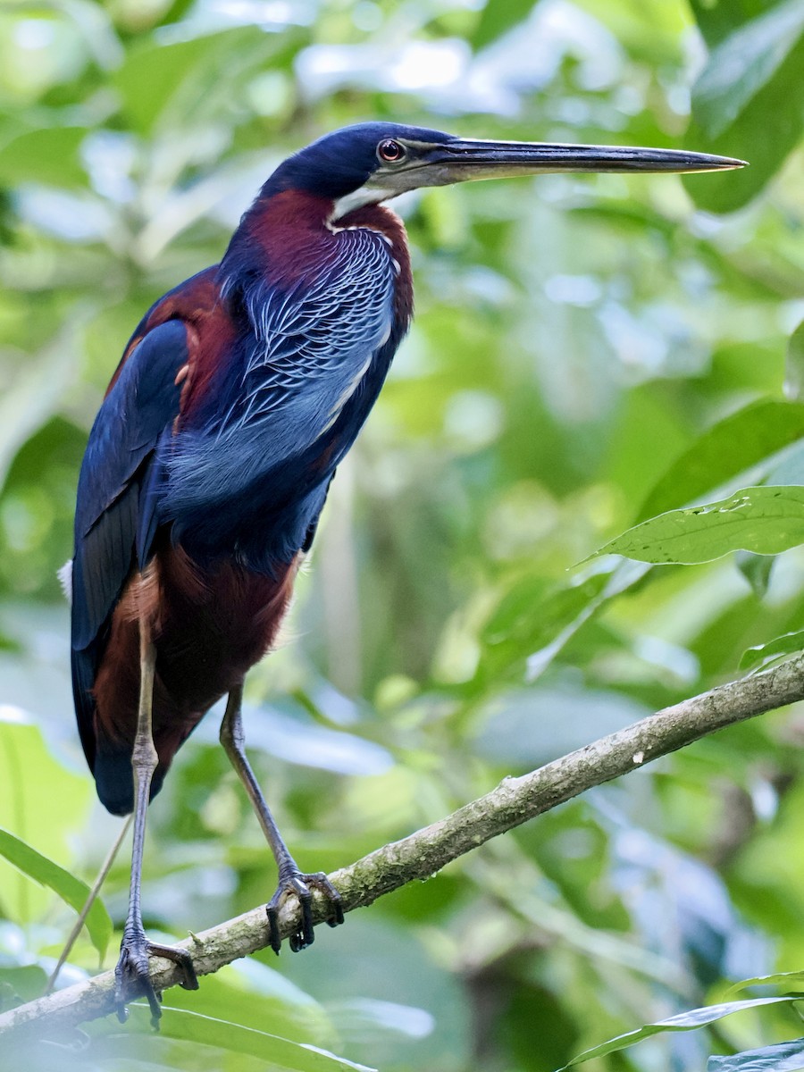 Agami Heron - ML548816601