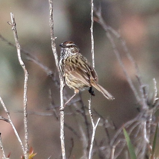 Western Fieldwren - ML54881751